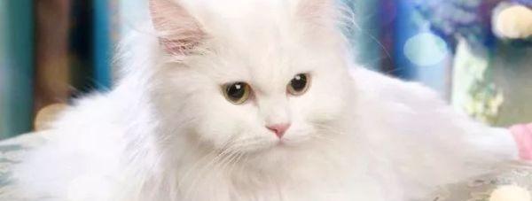 世界上最贵的猫咪排行榜