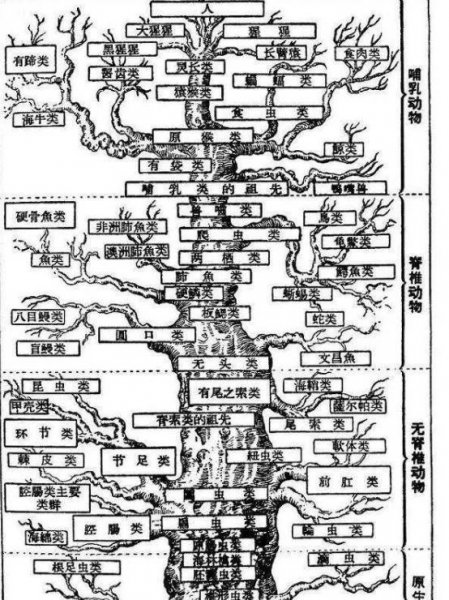 为什么老鼠基因和人类高度相似