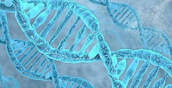 为什么老鼠基因和人类高度相似