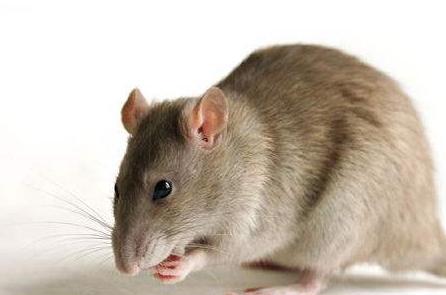 为什么老鼠基因和人类高度相似