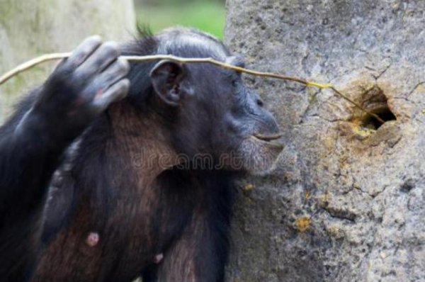 为什么老鼠基因和人类高度相似