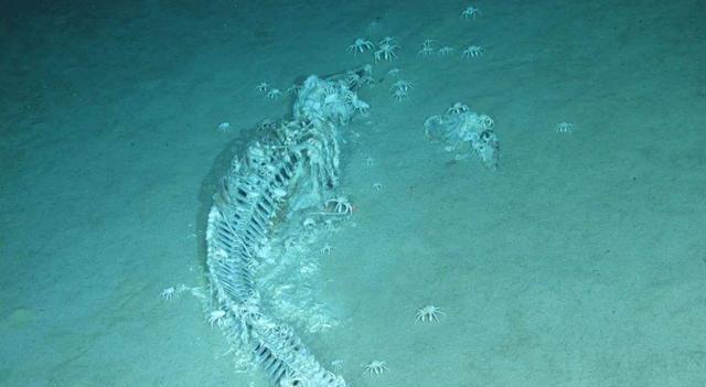 中国科学家在南海首次发现鲸落