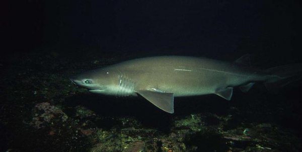 中国科学家在南海首次发现鲸落