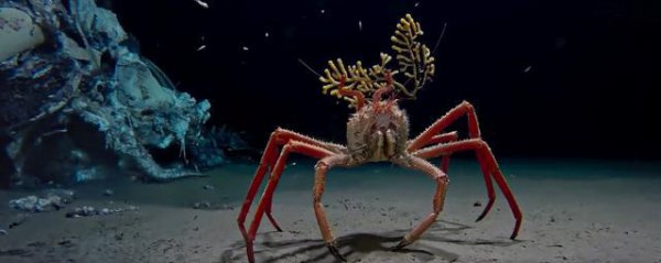 中国科学家在南海首次发现鲸落