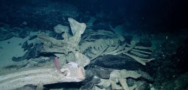 中国科学家在南海首次发现鲸落