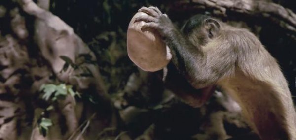 巴拿马猴进入石器时代会成人类吗