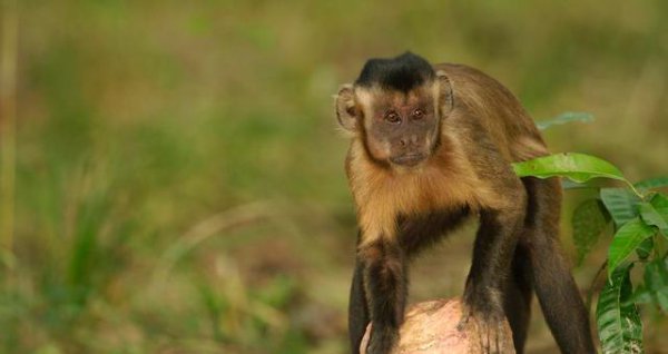 巴拿马猴进入石器时代会成人类吗