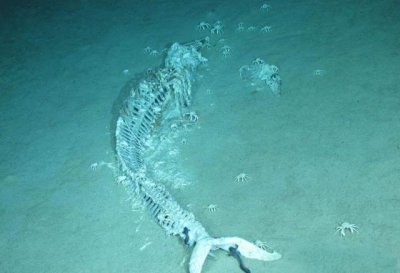 鲸落的意义是什么意思 请简要解释一下什么是鲸落