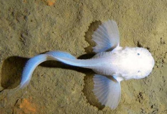 鲸落的意义是什么意思