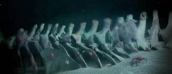 鲸落的意义是什么意思