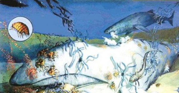 鲸落的意义是什么意思