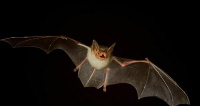 如果蝙蝠被消灭了会怎样 蝙蝠灭绝对人类有什么影响