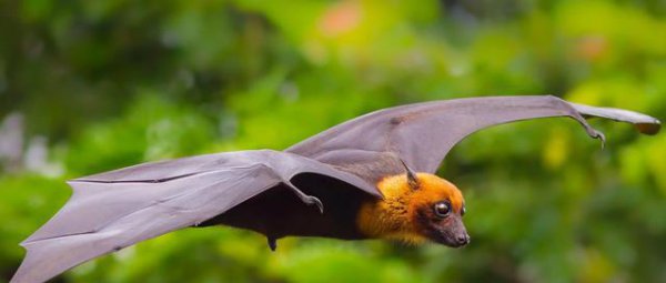 如果蝙蝠被消灭了会怎样