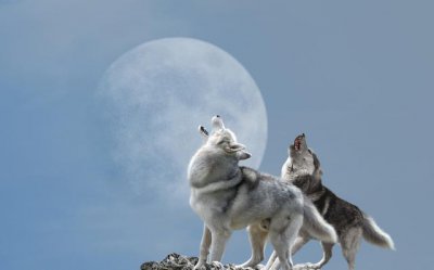 中国哪些地方有狼出没 我国野狼最多的地方在哪里