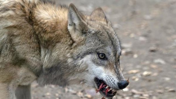 中国哪些地方有狼出没