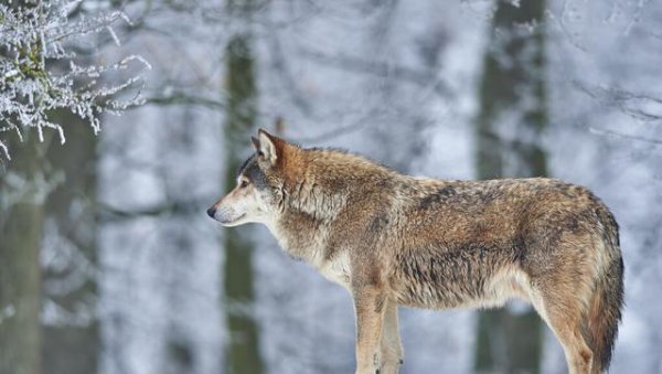 中国哪些地方有狼出没