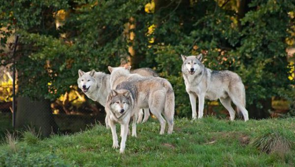 中国哪些地方有狼出没