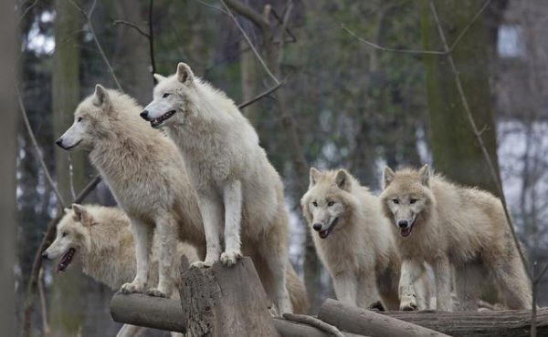 中国哪些地方有狼出没