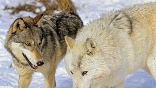 中国哪些地方有狼出没