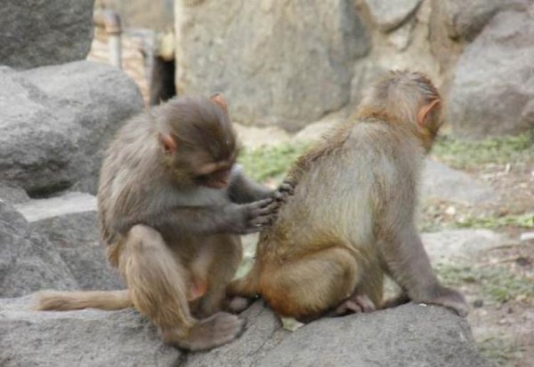 人类最早什么时候开始吃盐