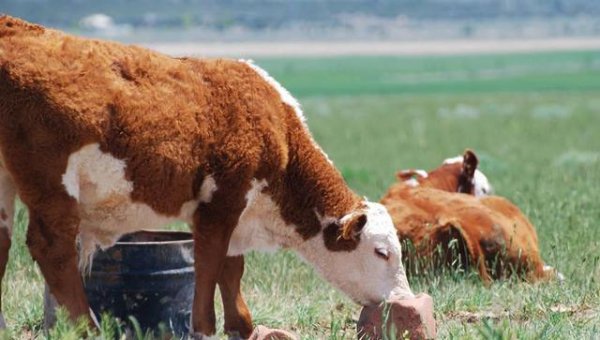 人类最早什么时候开始吃盐