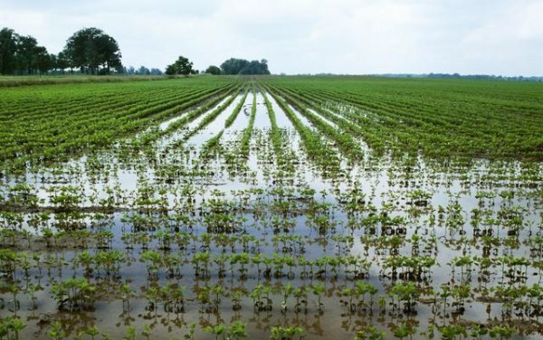 东北一年一熟为什么会是粮仓