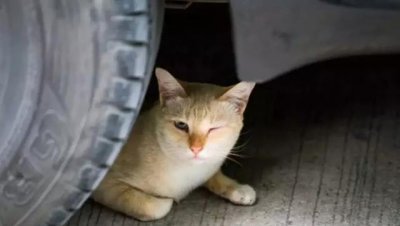 为什么路上撞死的猫比狗多 为什么马路上被压死的猫多