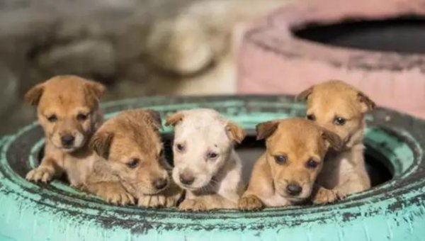 为什么路上撞死的猫比狗多