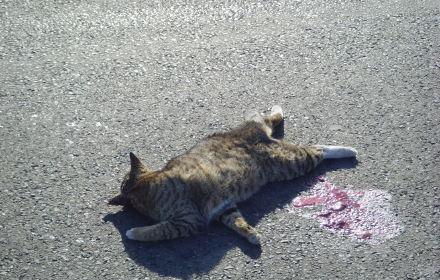 为什么路上撞死的猫比狗多