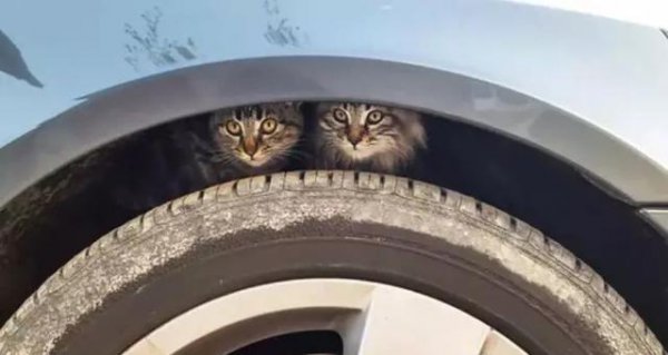 为什么路上撞死的猫比狗多