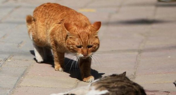 为什么路上撞死的猫比狗多