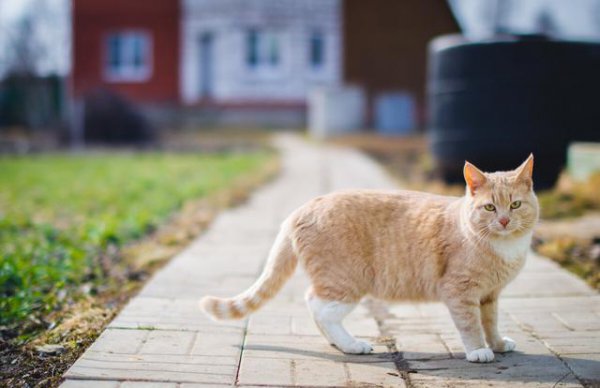 为什么路上撞死的猫比狗多