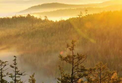 中国现在最原始森林在哪里