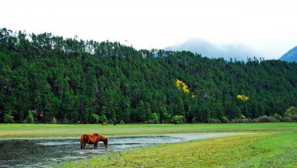 中国现在最原始森林在哪里