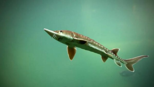 长江禁渔十年原因