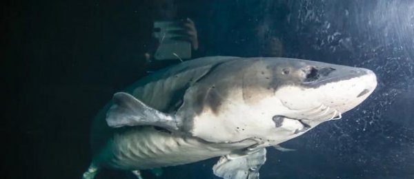 长江禁渔十年原因