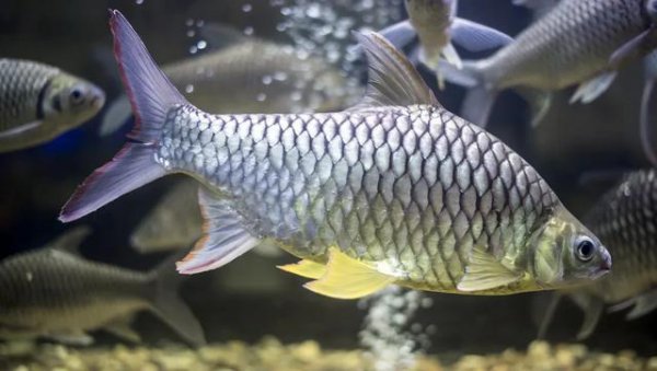 长江禁渔十年原因