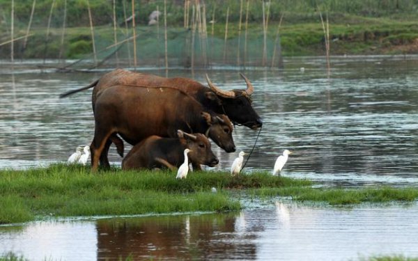 城市小区排泄物都冲到哪里