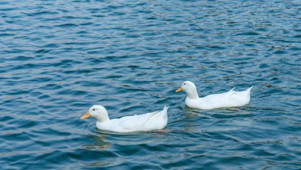 地球每天消耗一条河流的石油