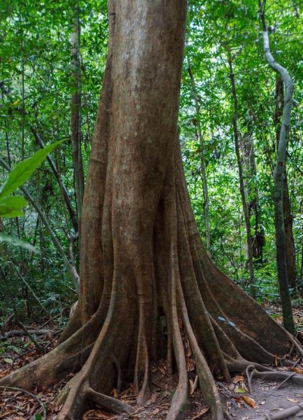 地球每天消耗一条河流的石油