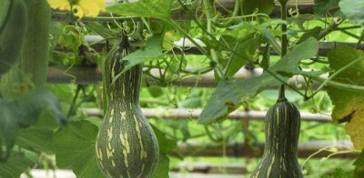 种子公司的种子为什么不能留种 现在种子只能种一次