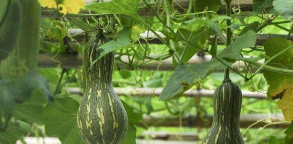 种子公司的种子为什么不能留种