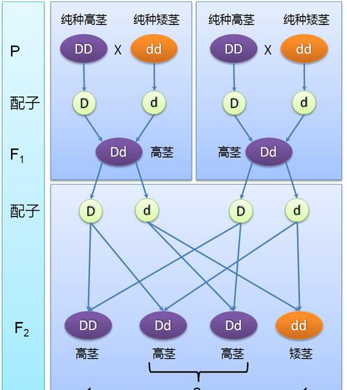 种子公司的种子为什么不能留种