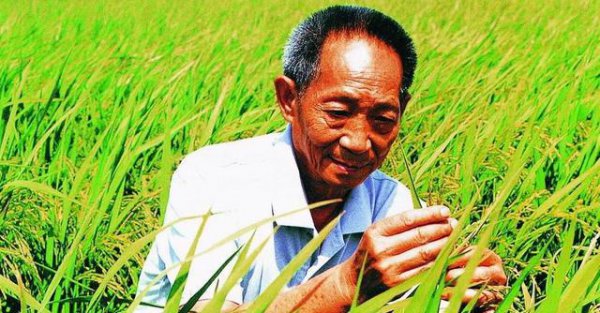 种子公司的种子为什么不能留种