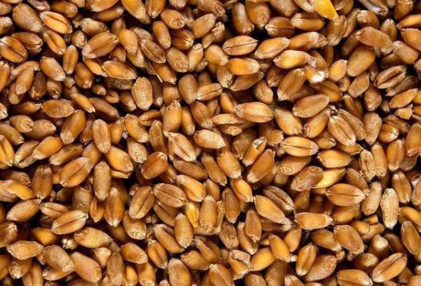 种子公司的种子为什么不能留种