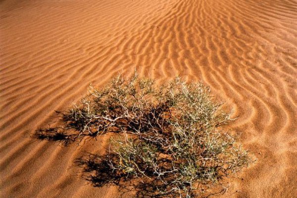 沙漠种树会造成地下水下降吗