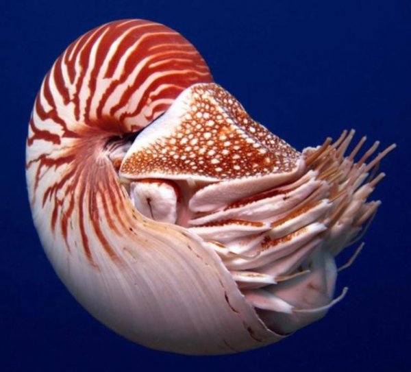 哪种动物躲过了五次大灭绝