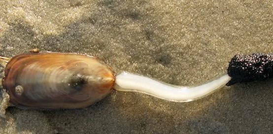 哪种动物躲过了五次大灭绝