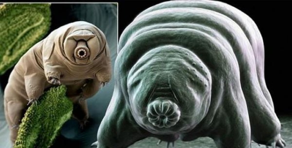 哪种动物躲过了五次大灭绝