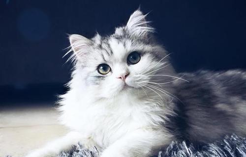 世界上什么动物不眨眼睛